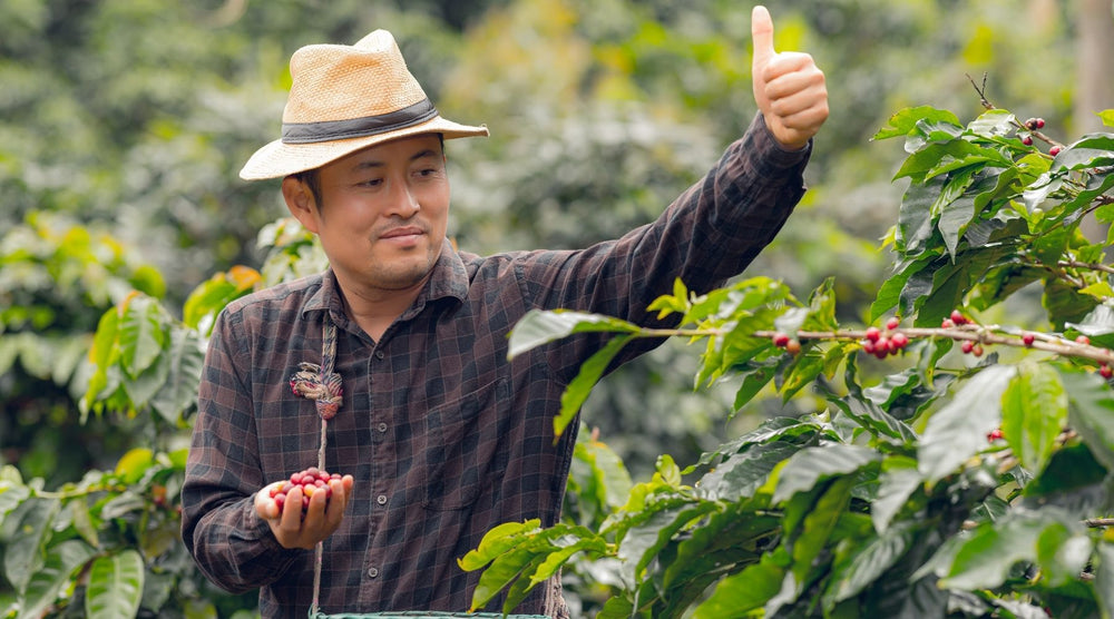 South-American-Farmer-Harvesting-Coffee-Beans-from-Brazil-or-Colombia
