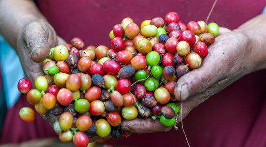 coffee growing regions